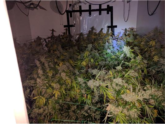 Around 1,000 plants with a street value of about £700,000 were found inside the property.